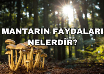 Mantarın Faydaları Nelerdir?
