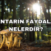 Mantarın Faydaları Nelerdir?
