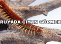 Rüyada Çiyan Görmek