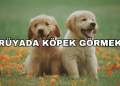 Rüyada Köpek Görmek