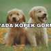 Rüyada Köpek Görmek